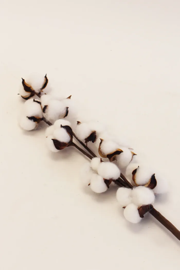 Cotton Stem