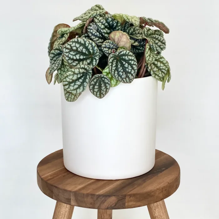 Bondi White Pot - Plain