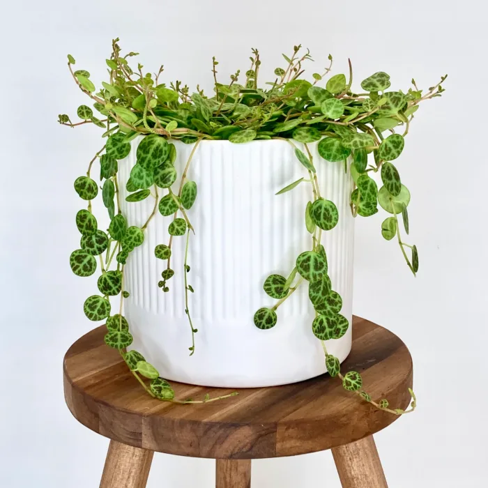 Bondi White Pot - Ribbed