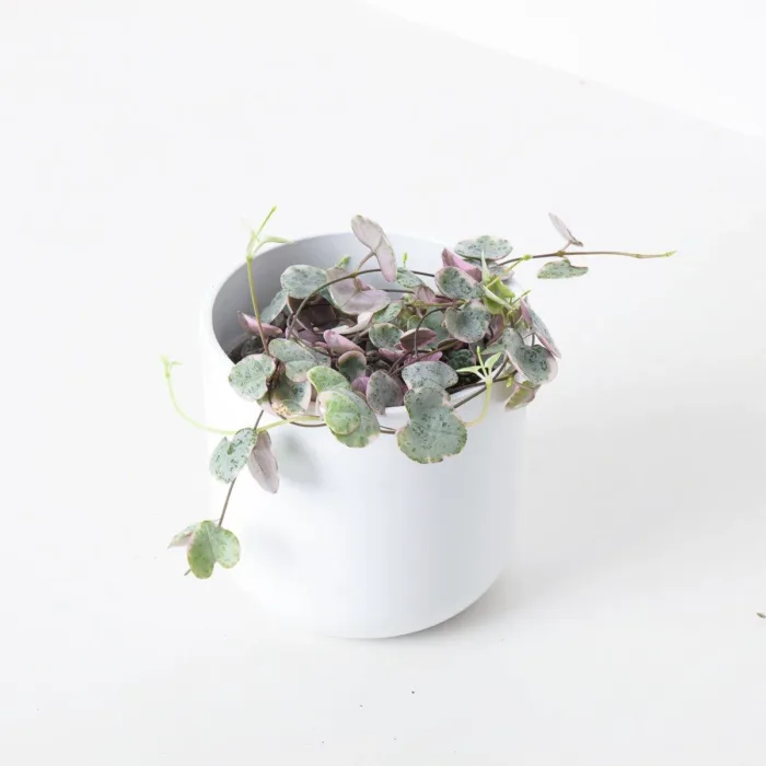 Ceropegia Woodii Chain of Hearts 12cm Pot Plant - Image 2