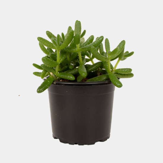 Delosperma Echinatum Pickle Plant 9.5cm Pot Plant