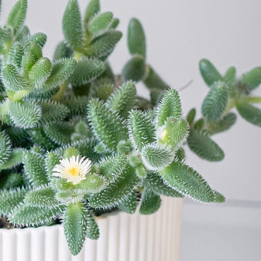 Delosperma Echinatum Pickle Plant 9.5cm Pot Plant - Image 2