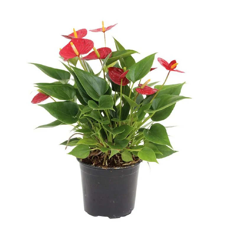 Anthurium Red Bull 12cm Pot Plant