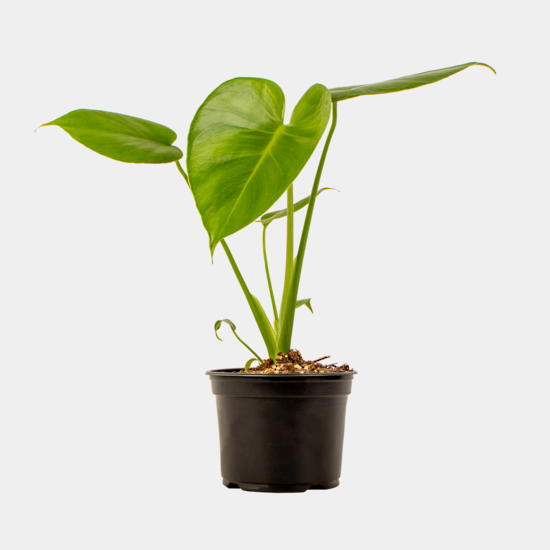 Monstera Deliciosa 12cm Pot Plant